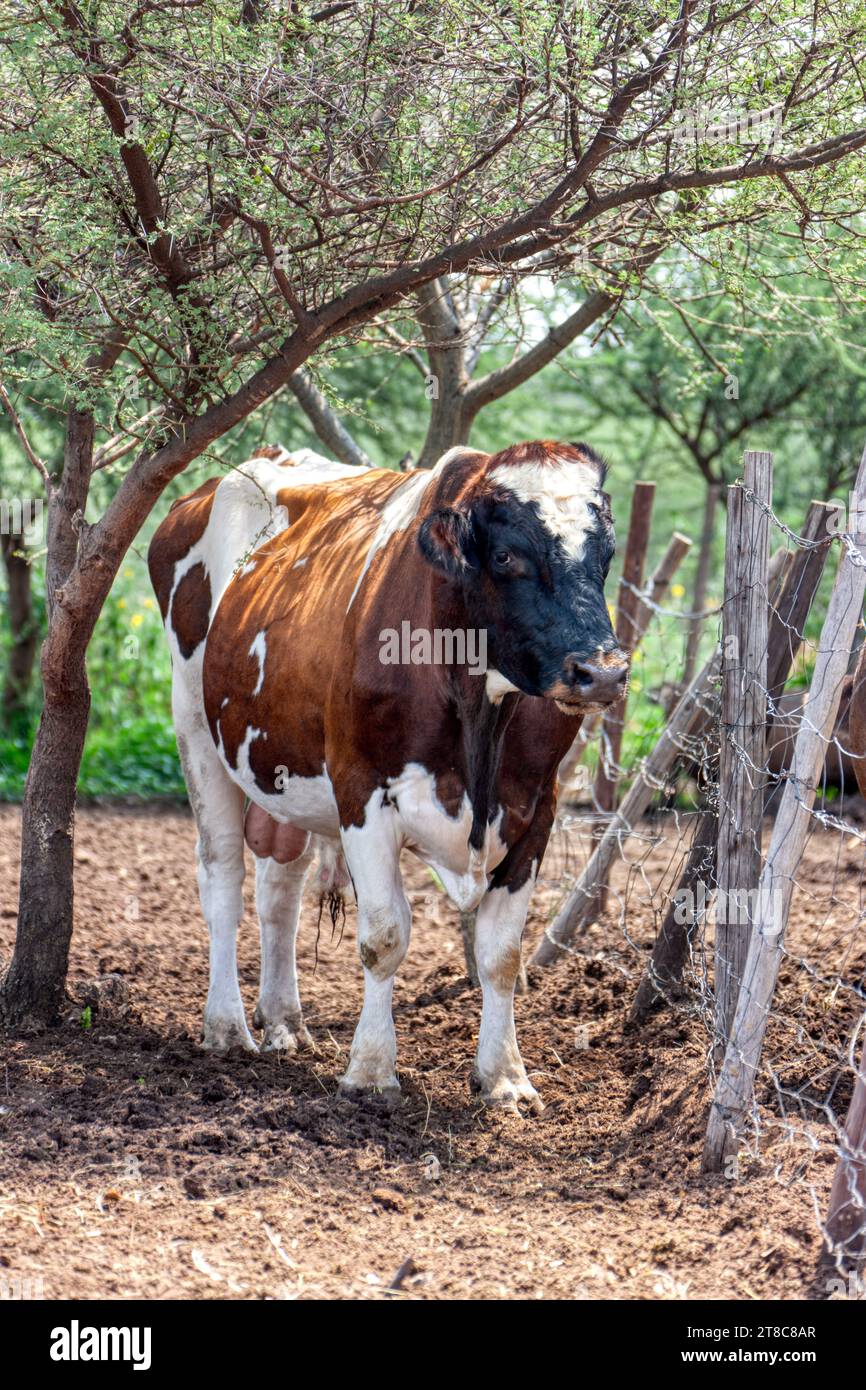 modern meat industry cattle bull in the yard free range meat Stock modern meat industry cattle bull in the yard free range meat Stock