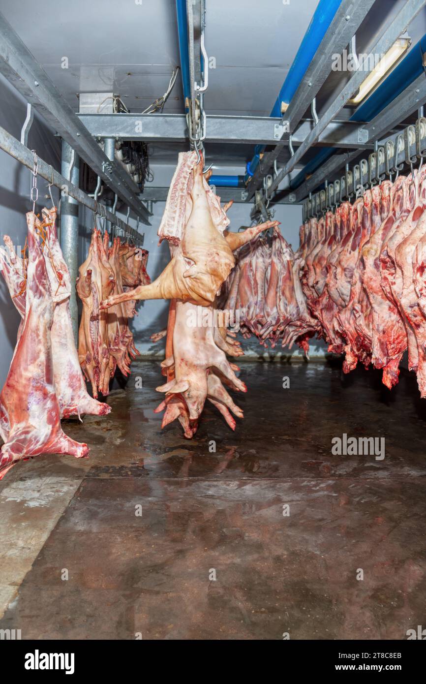 meat industry, pork carcass hanged on a hook in the industrial fridge at the abattoir Stock Photo