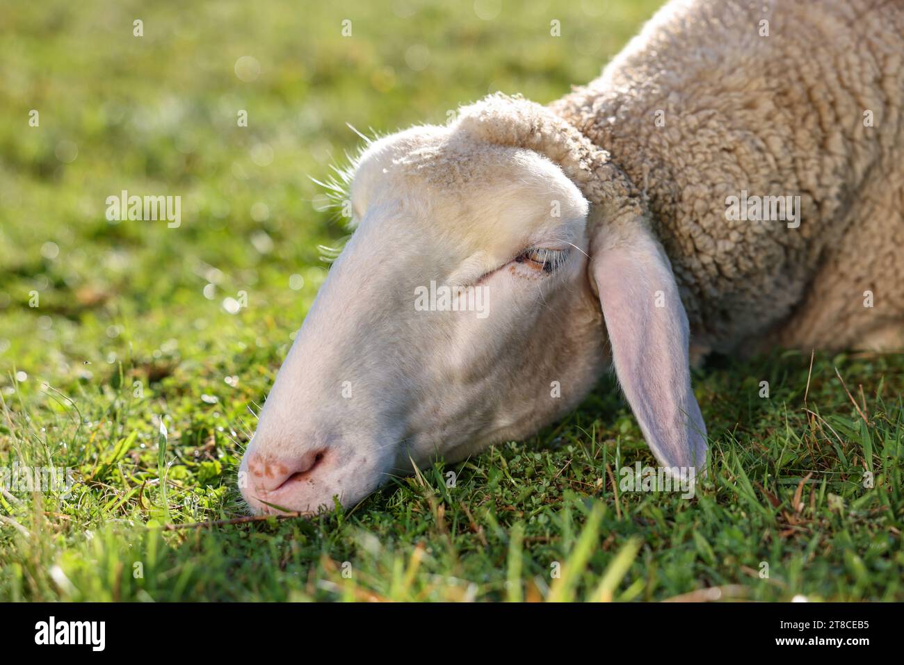 Cute sheep sleeping outdoors on sunny day. Farm animal Stock Photo