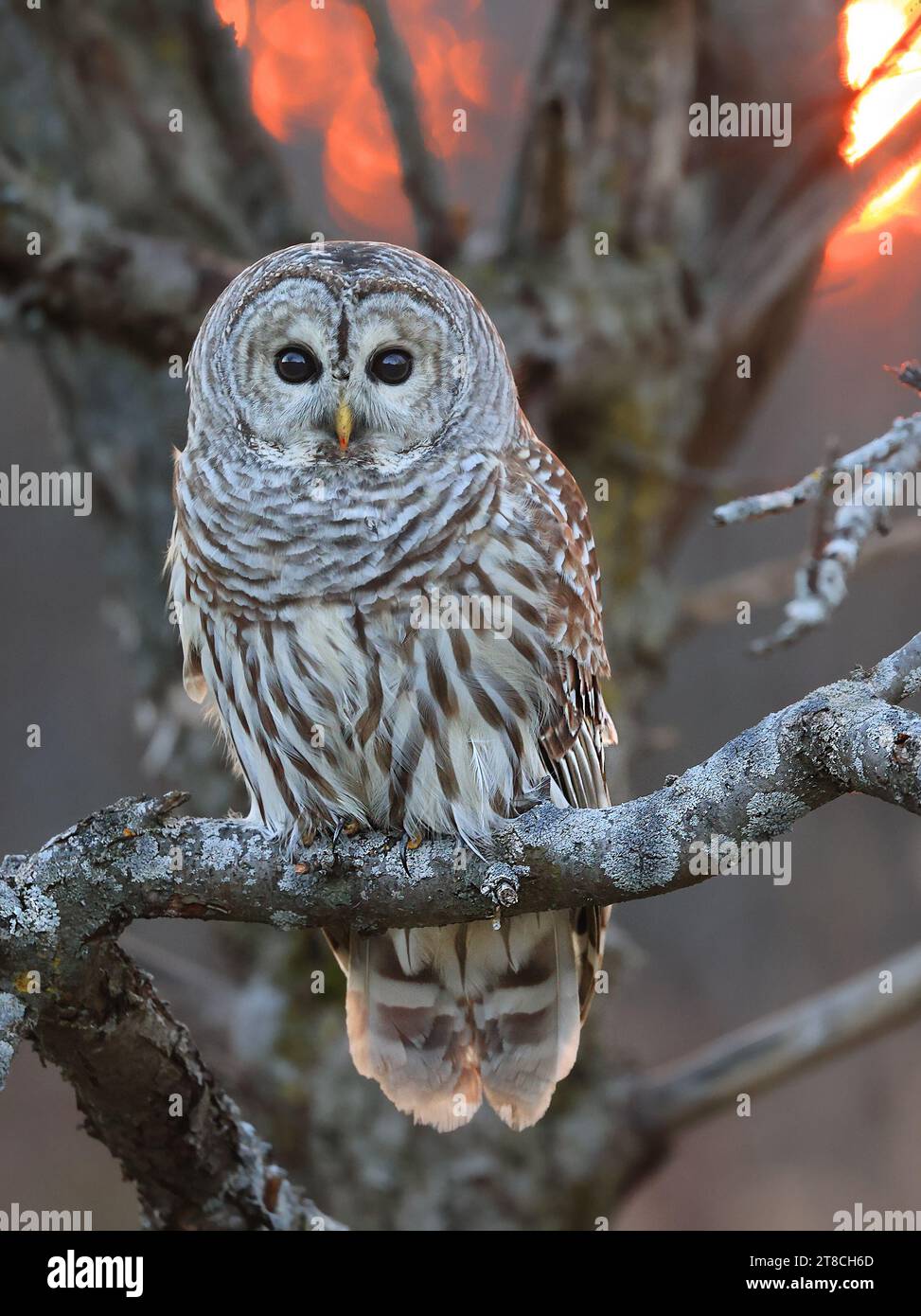 Barred Owl standing on a tree branch with sunset background, Quebec ...