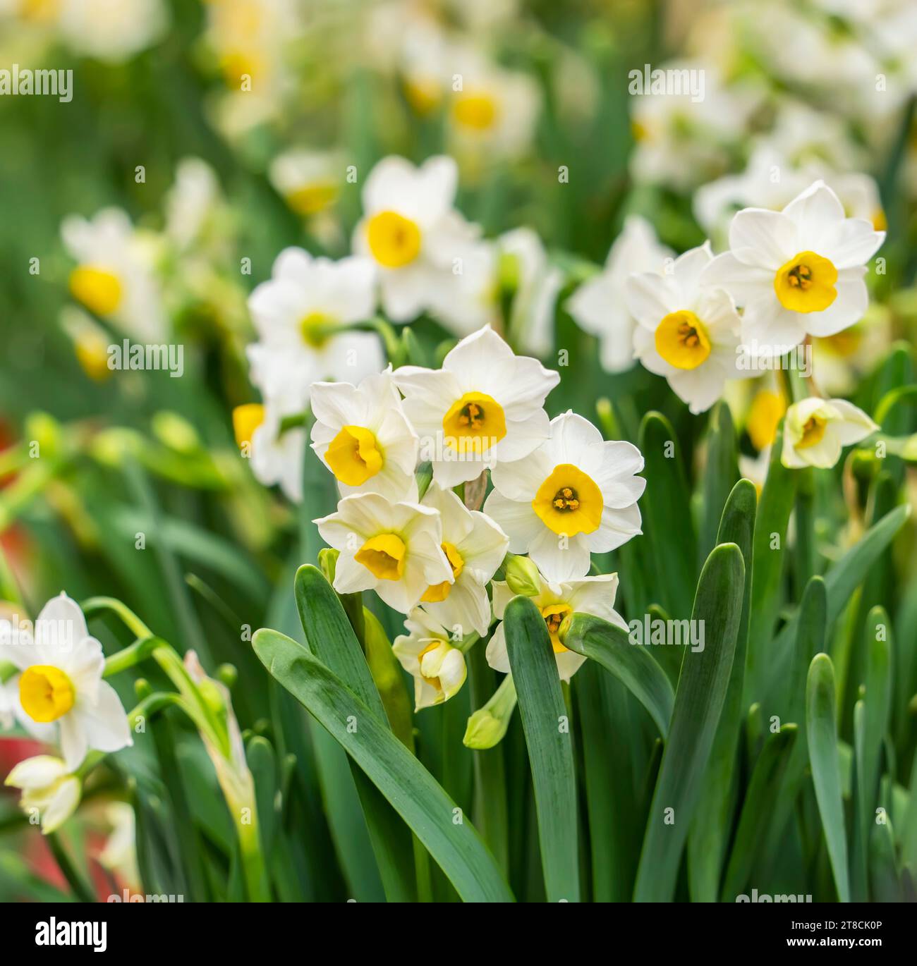 chinese new year narcissus bulbs