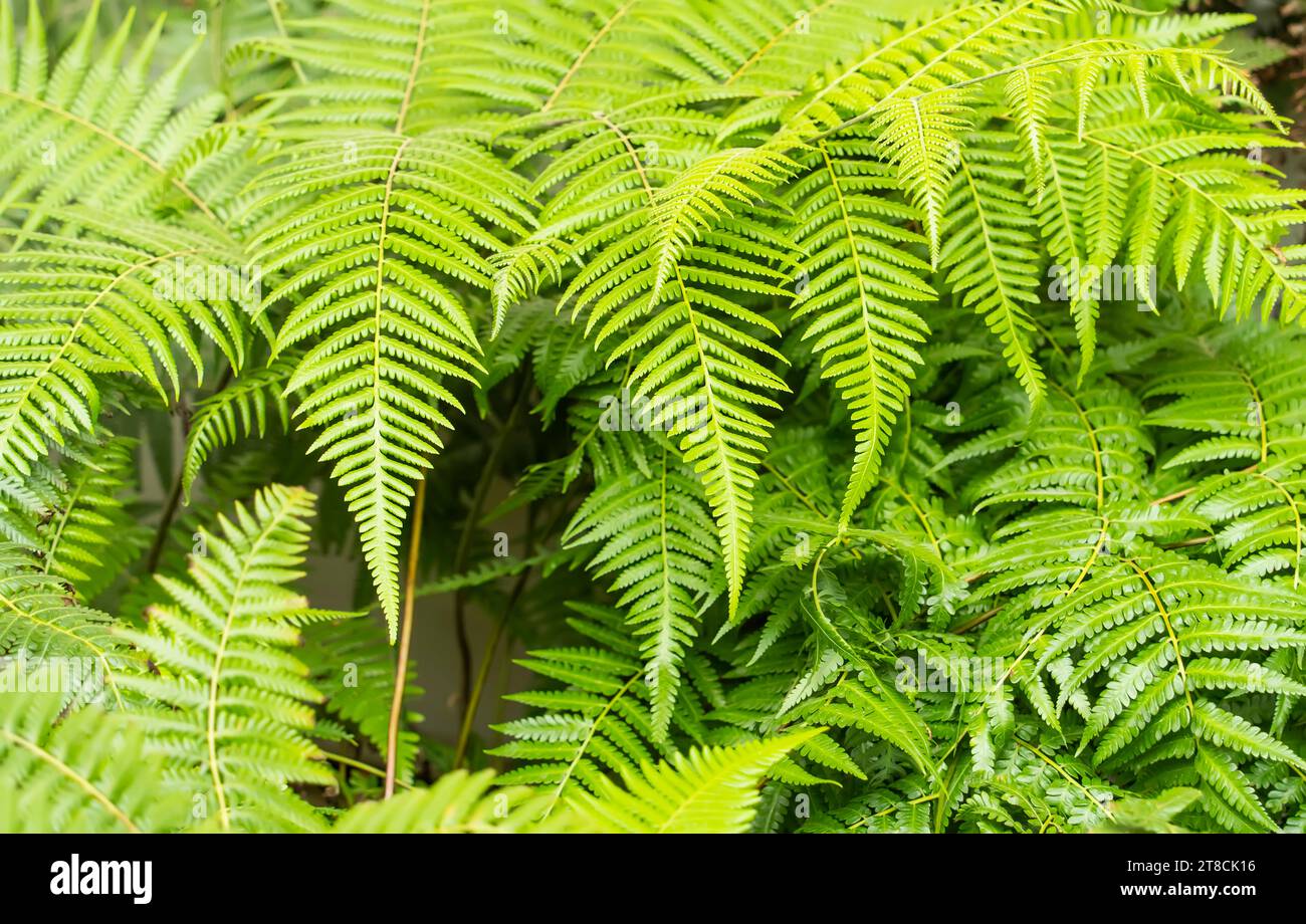 Close up of beautiful growing ferns in the forest Stock Photo - Alamy