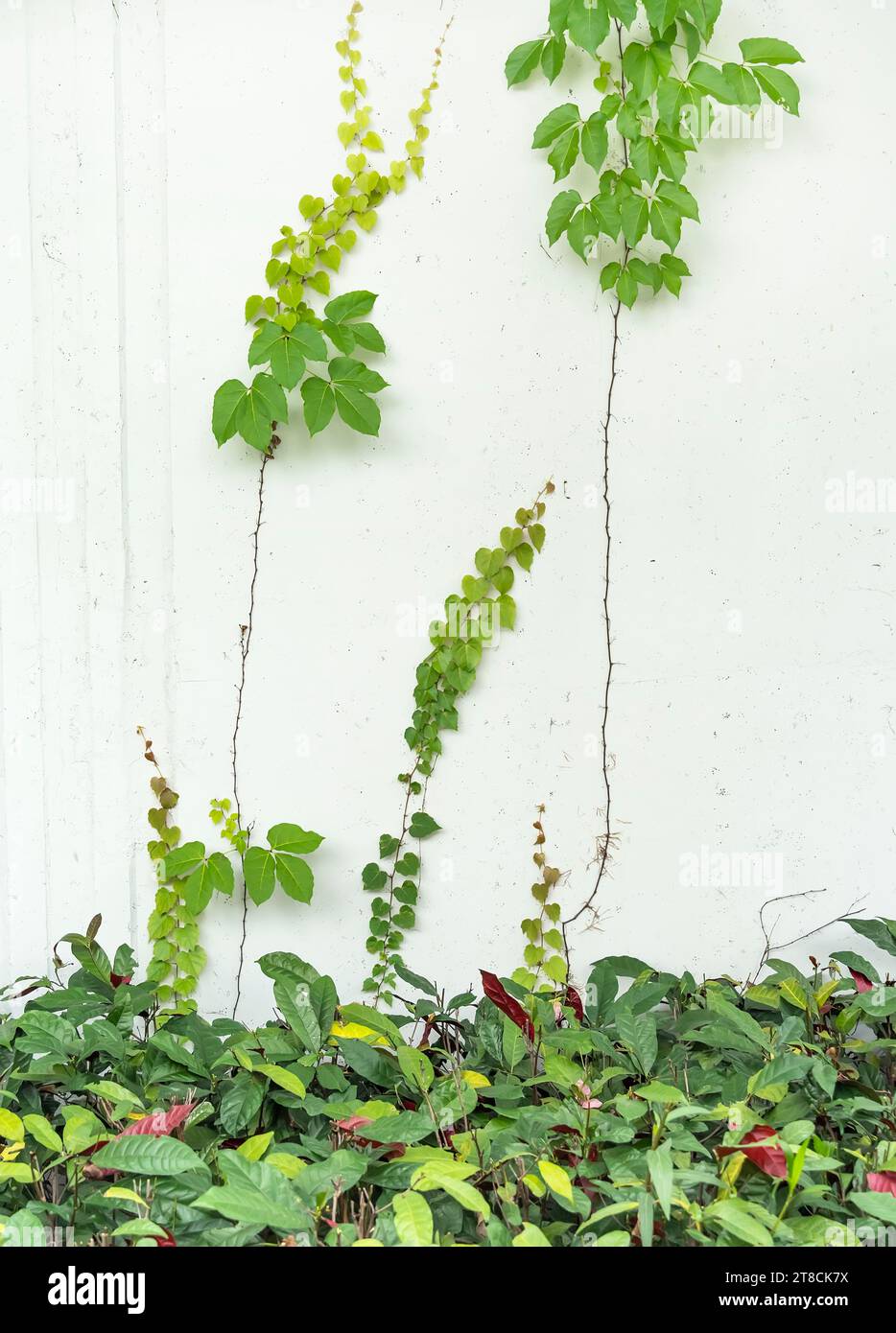 ivy isolated on a white wall background Stock Photo - Alamy