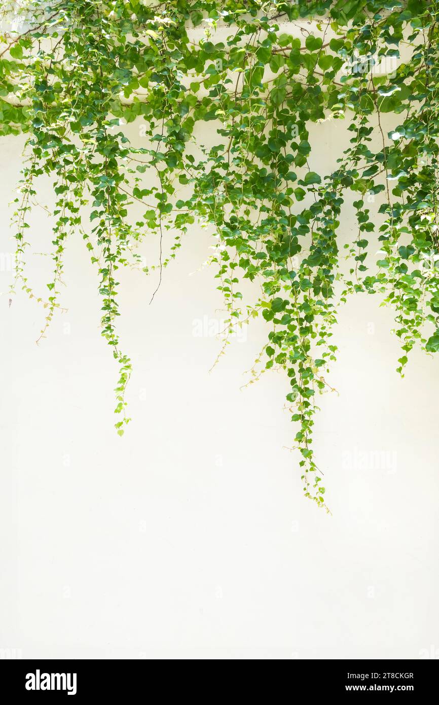 green ivy isolated on white background Stock Photo - Alamy