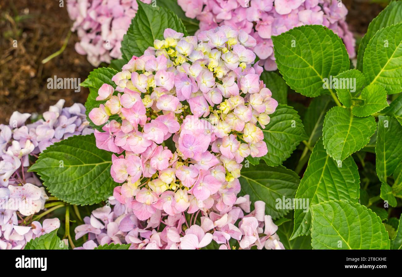 Blooming vibrant pink hydrangea flowers in garden Stock Photo - Alamy