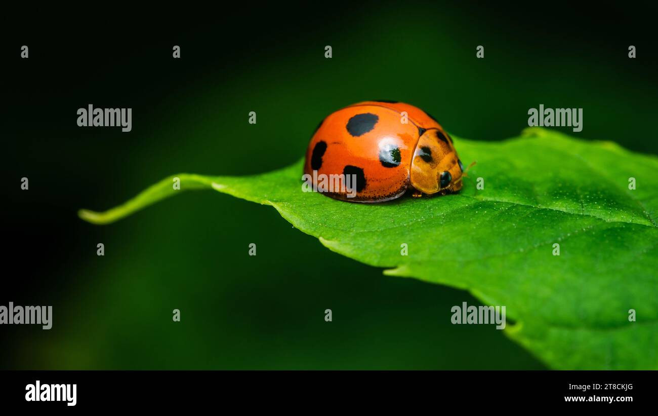 Red Ladybugs on green leaf and nature blurred background. Stock Photo