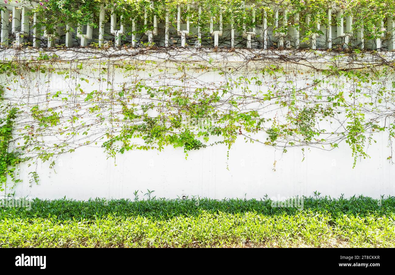 green ivy isolated on white background Stock Photo - Alamy