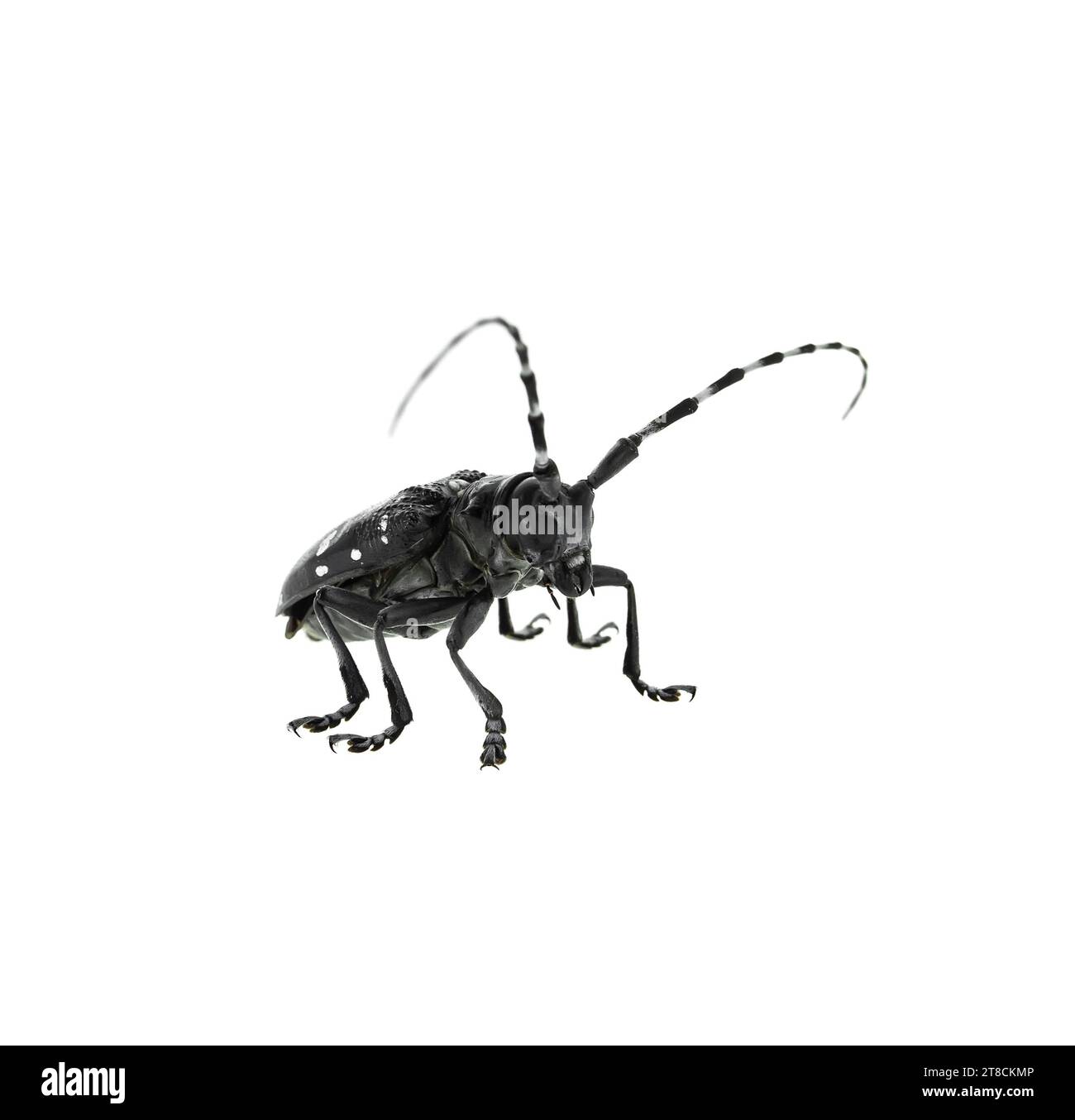 Adult Asian Longhorned Beetle, or starry sky, or sky beetle, or ALB isolated on white Stock Photo