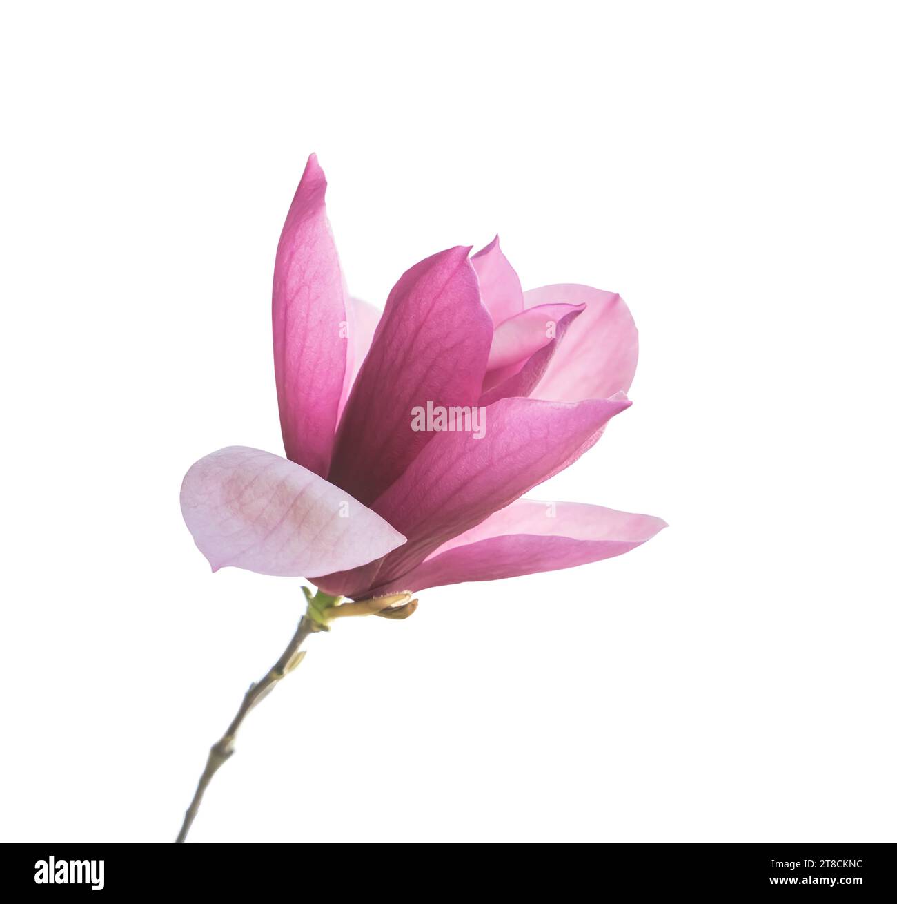 Pink magnolia flowers isolated on white background Stock Photo - Alamy