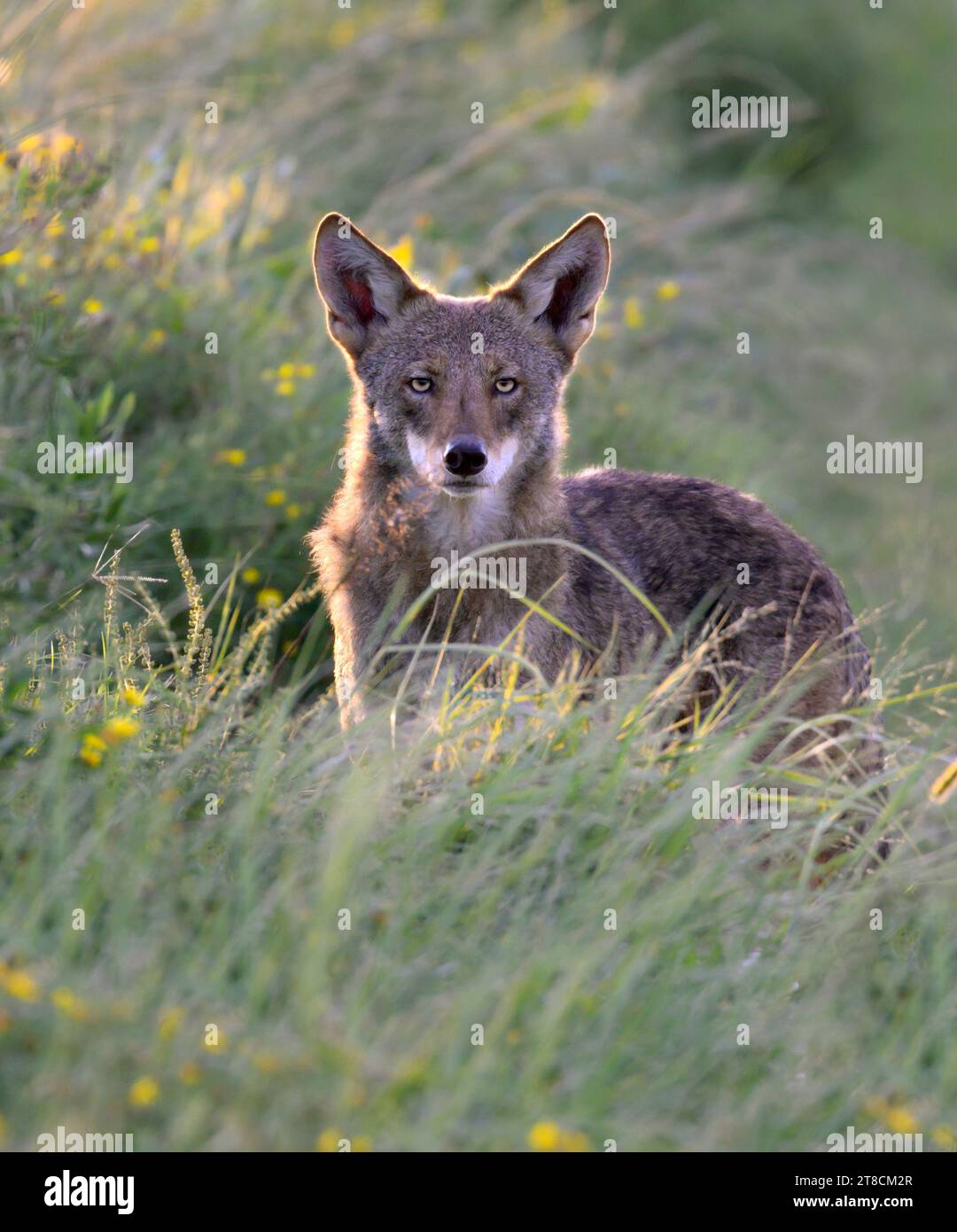 Coyote (Canis latrans) in blooming grassland at dawn, Galveston, Texas