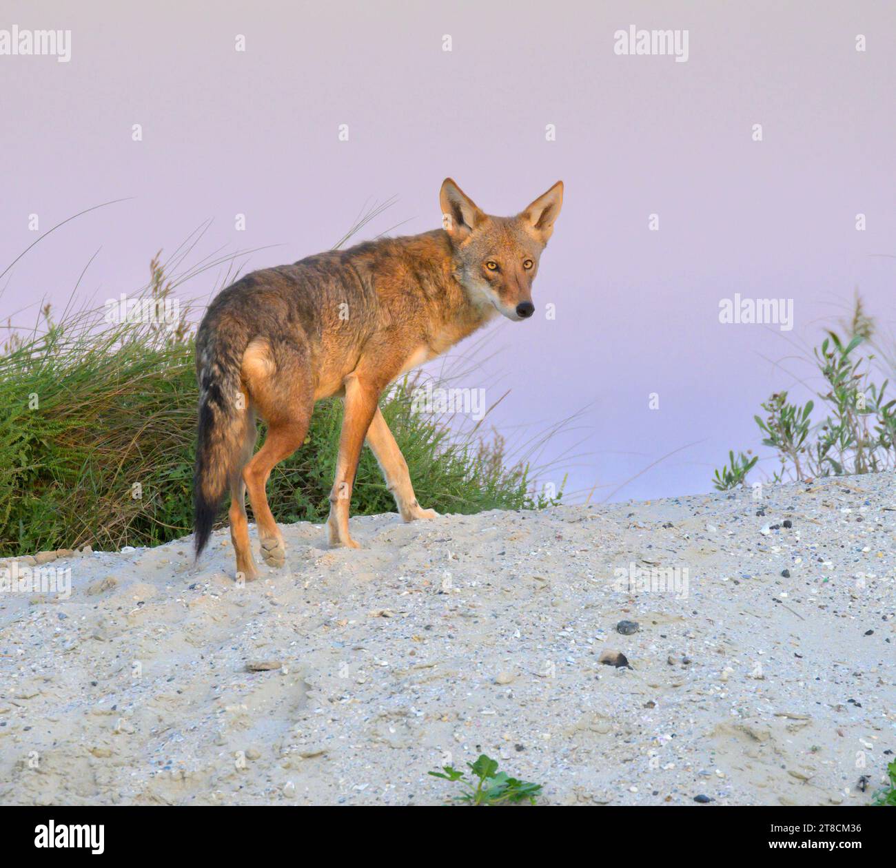 Coyote (Canis latrans) at sand dune under evening twilight, Galveston