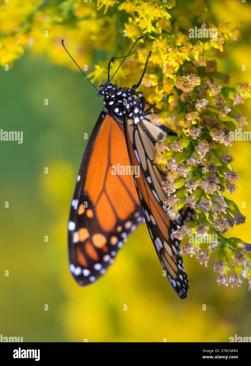 Monarch butterfly (Danaus plexippus) feeding from seaside goldenrod (Solidago sempervirens) flowers during the autumn bloom, Galveston, Texas, USA. Stock Photo