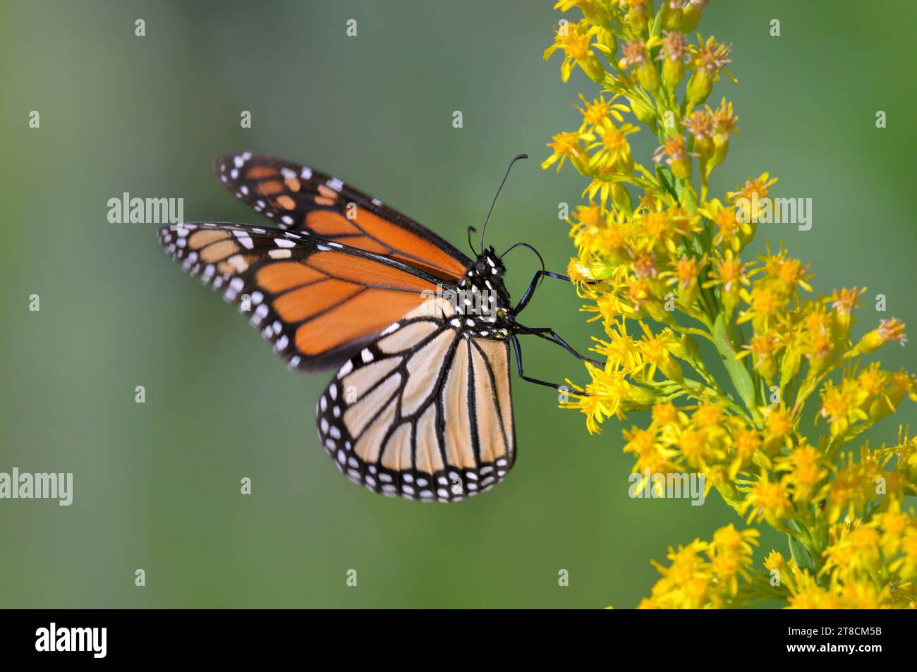 Monarch butterfly (Danaus plexippus) feeding from seaside goldenrod (Solidago sempervirens) flowers during the autumn bloom, Galveston, Texas, USA. Stock Photo