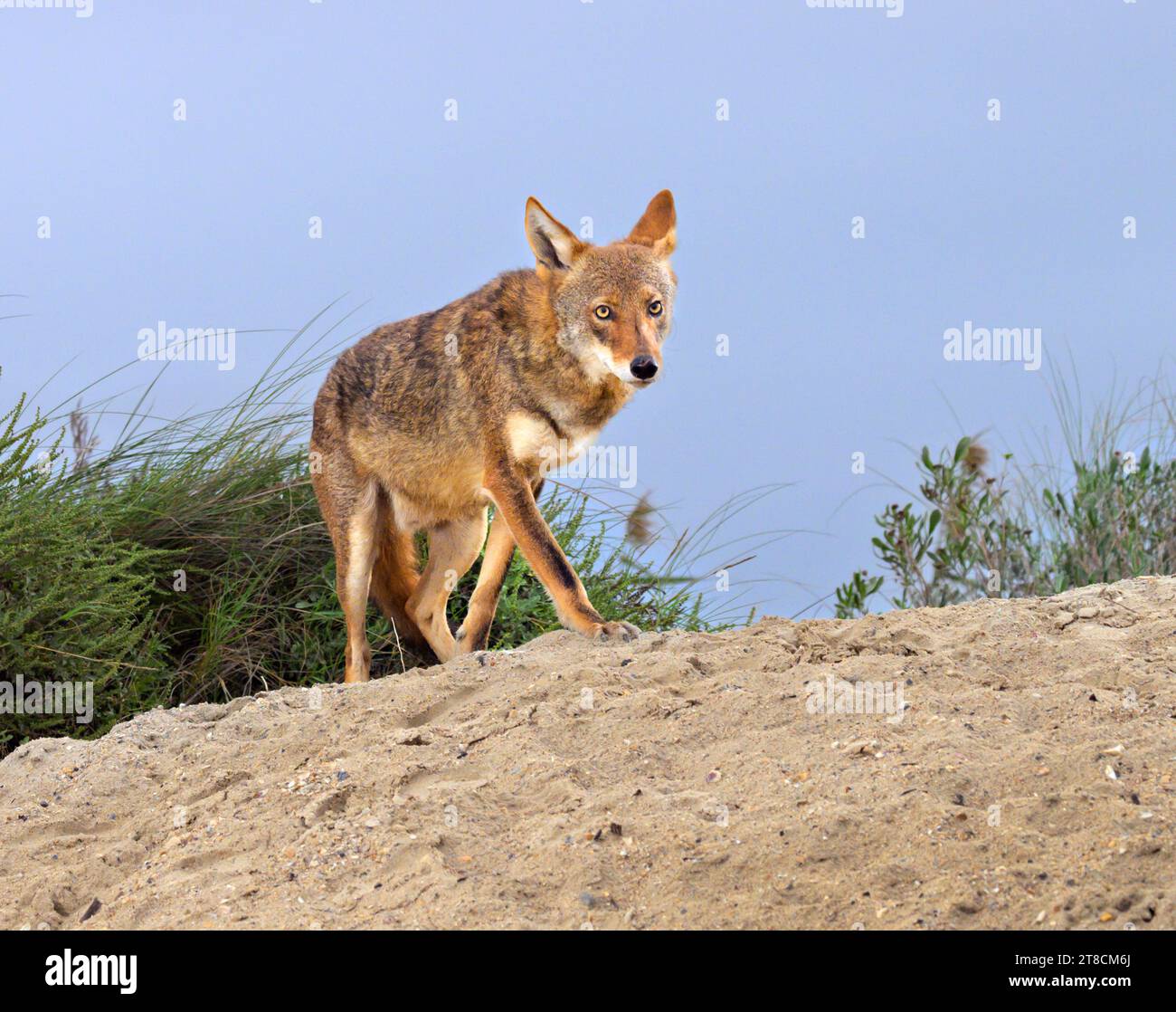 Coyote (Canis latrans) on sand dune at sunset, Galveston, Texas, USA