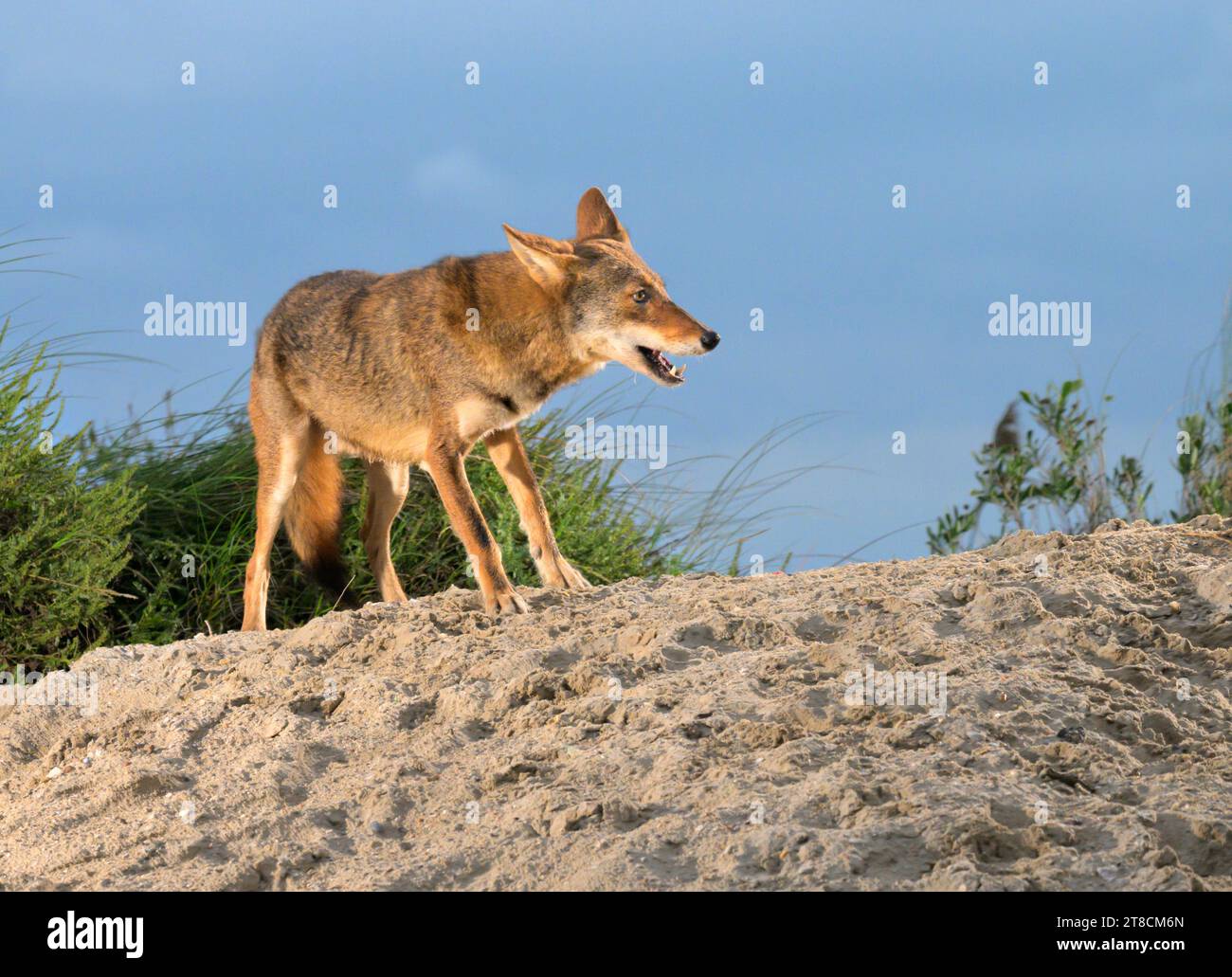 Coyote (Canis latrans) on sand dune at sunset, Galveston, Texas, USA