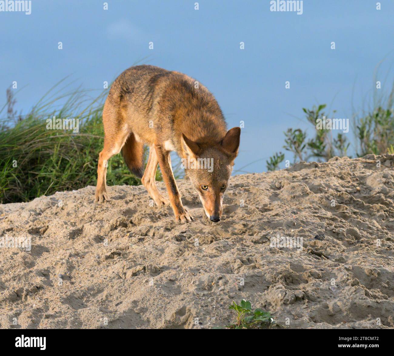 Coyote (Canis latrans) on sand dune at sunset, Galveston, Texas, USA