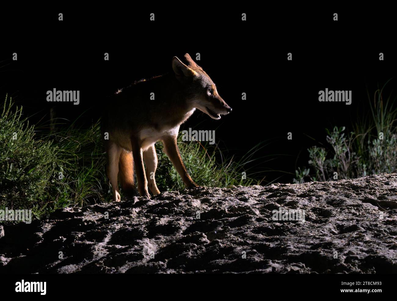 Coyote (Canis latrans) on sand dune at night, Galveston, Texas, USA