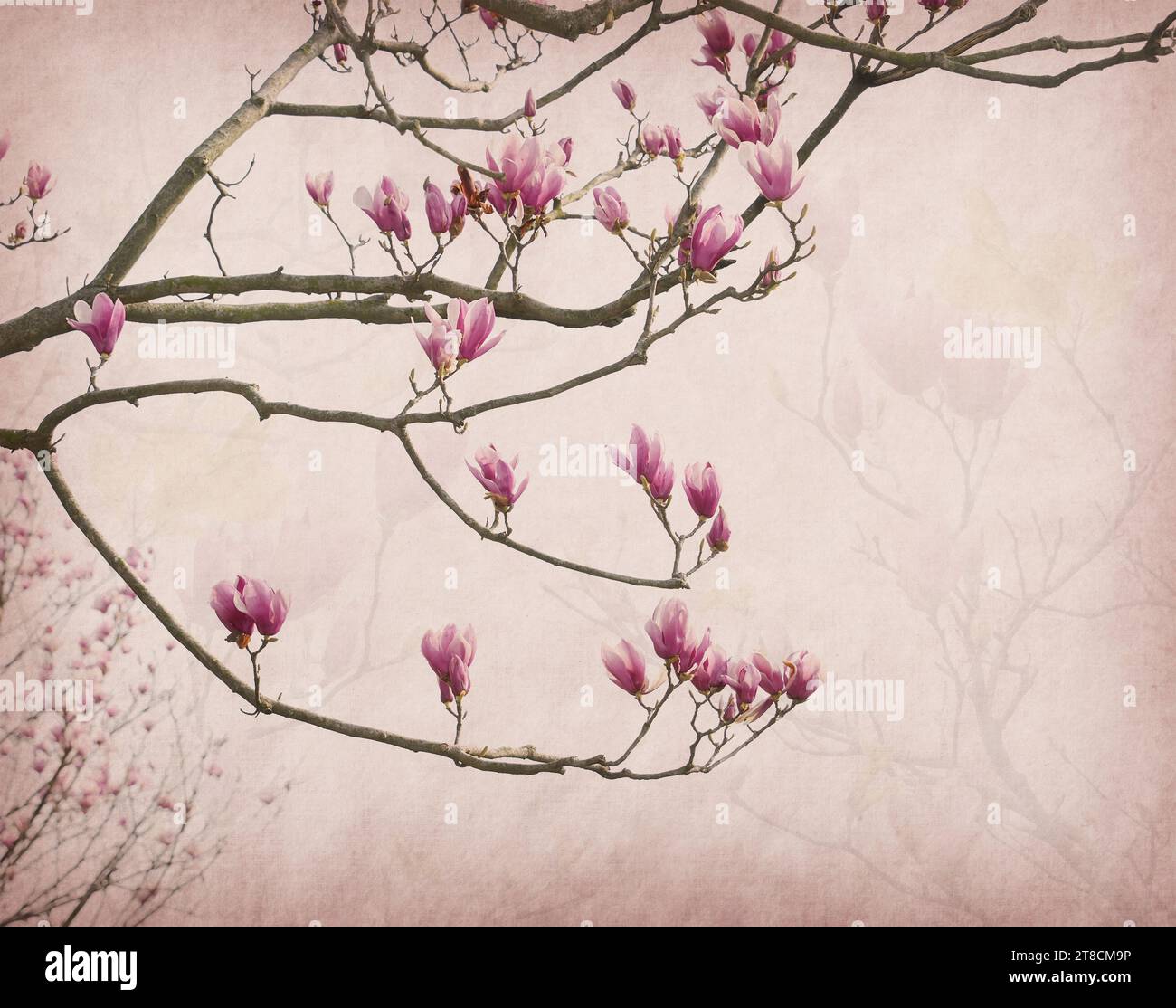 magnolia flowers on old paper background Stock Photo - Alamy