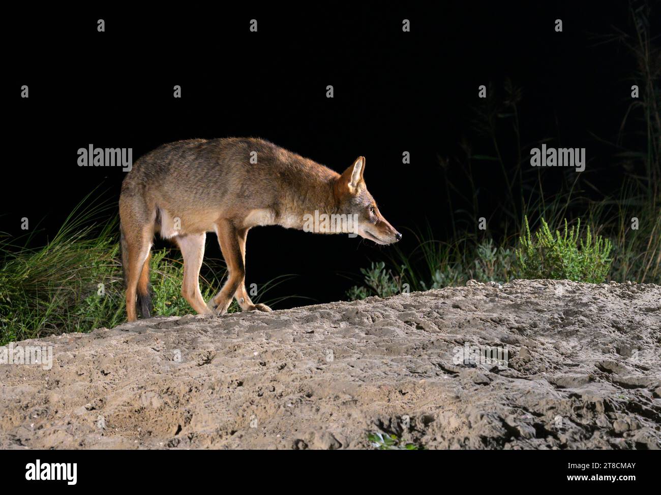 Coyote (Canis latrans) on sand dune at night, Galveston, Texas, USA