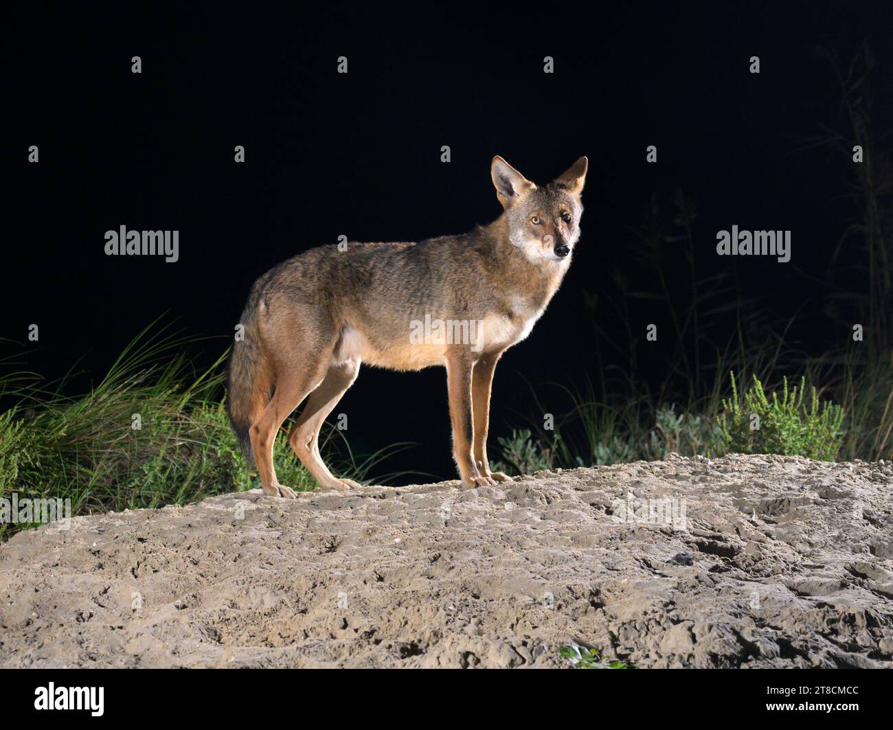 Coyote (Canis latrans) on sand dune at night, Galveston, Texas, USA