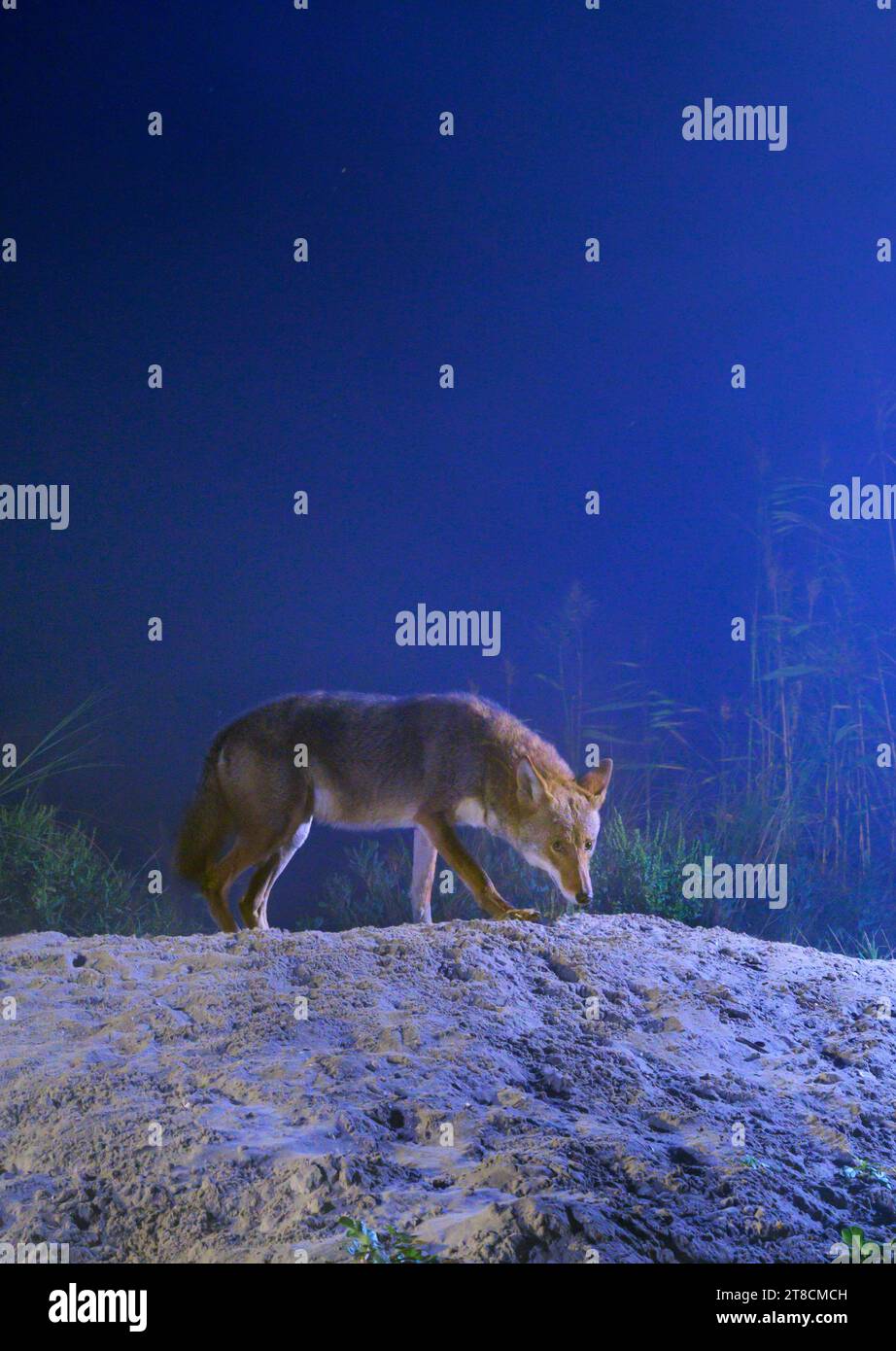 Coyote (Canis latrans) on sand dune at foggy night, Galveston, Texas, USA. This coyote population is believed to have genes of red wolf (Canis rufus). Stock Photo