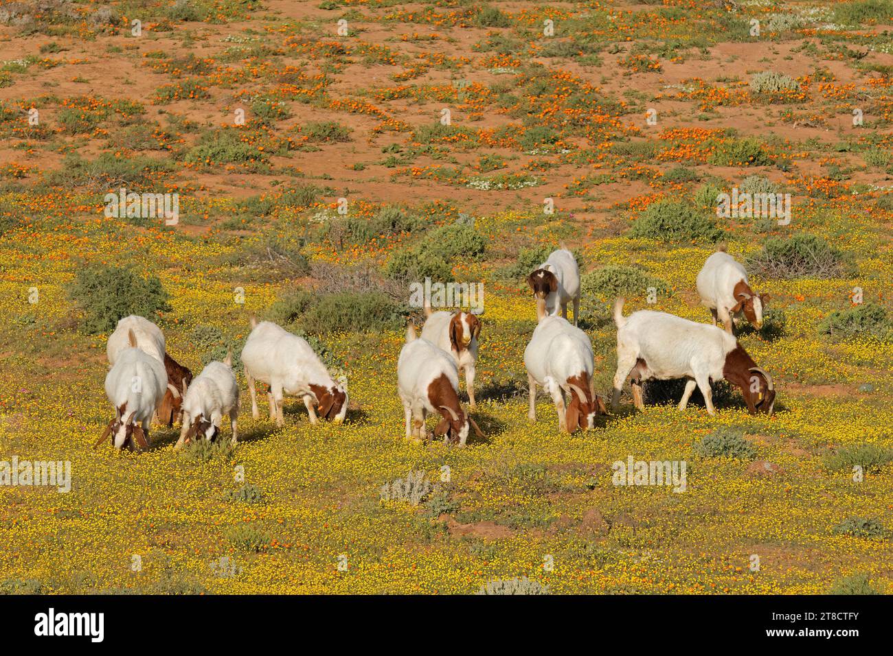 Free-range goats feeding in a field with yellow wild flowers, Namaqualand, South Africa Stock Photo