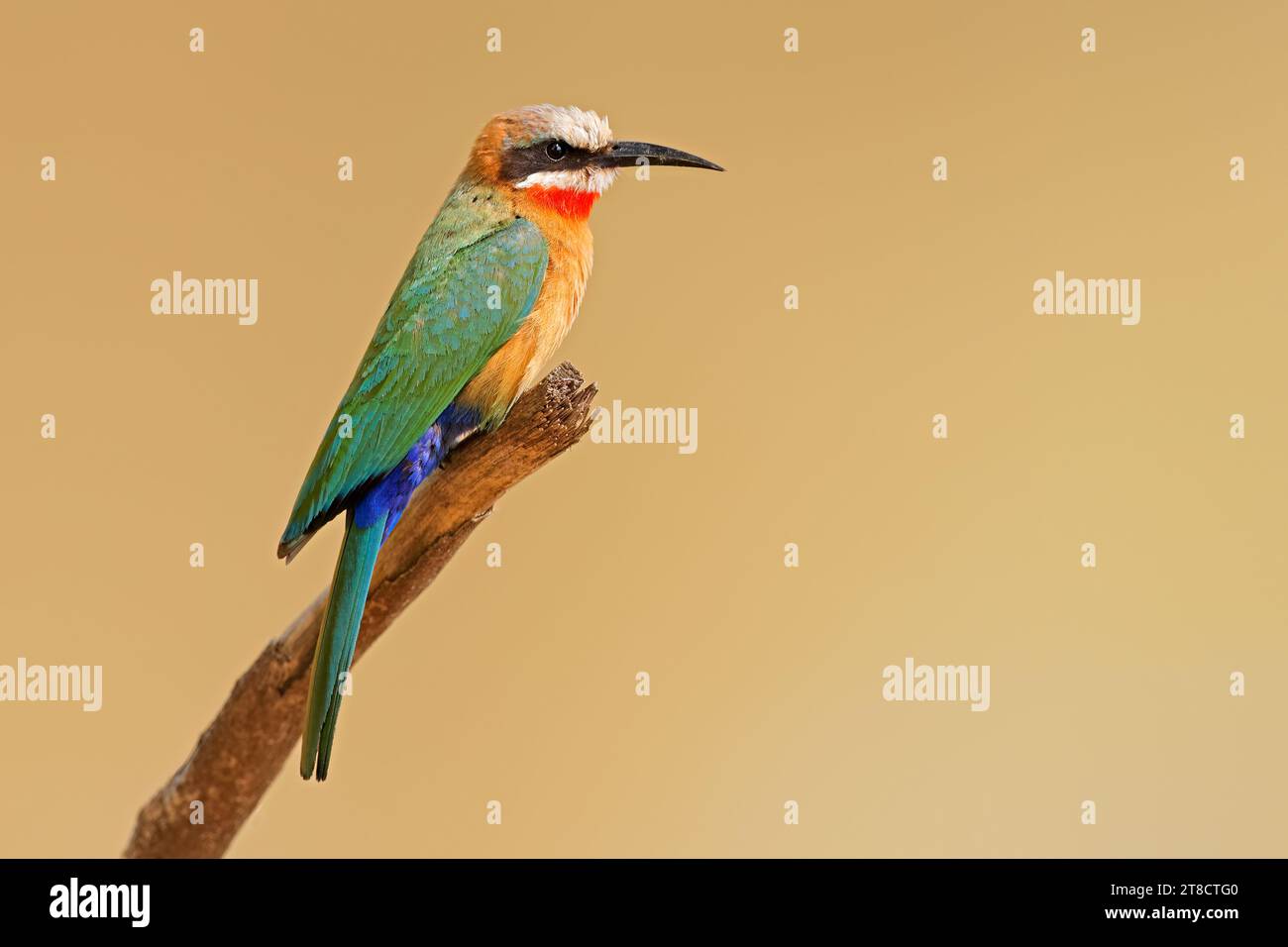 A white-fronted bee-eater (Merops bullockoides) perched on a branch ...