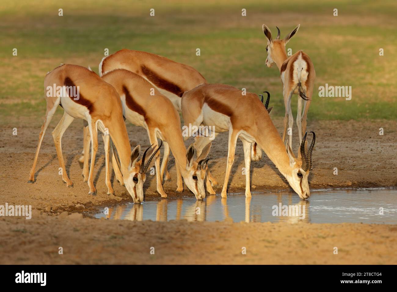 Springbok Antelopes Antidorcas Marsupialis At A Waterhole Kalahari springbok-antelopes-antidorcas-marsupialis-at-a-waterhole-kalahari