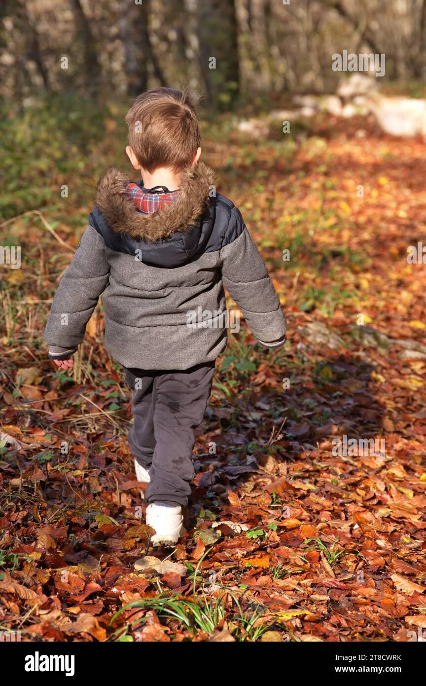 Rear view of little toddler walking in the autumn forest Stock Photo