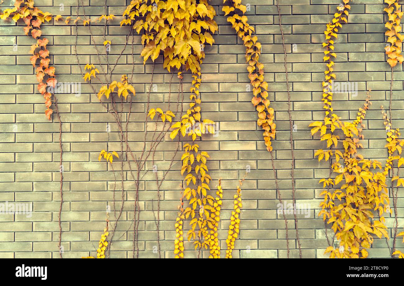 ivy leaves on gray brick background Stock Photo