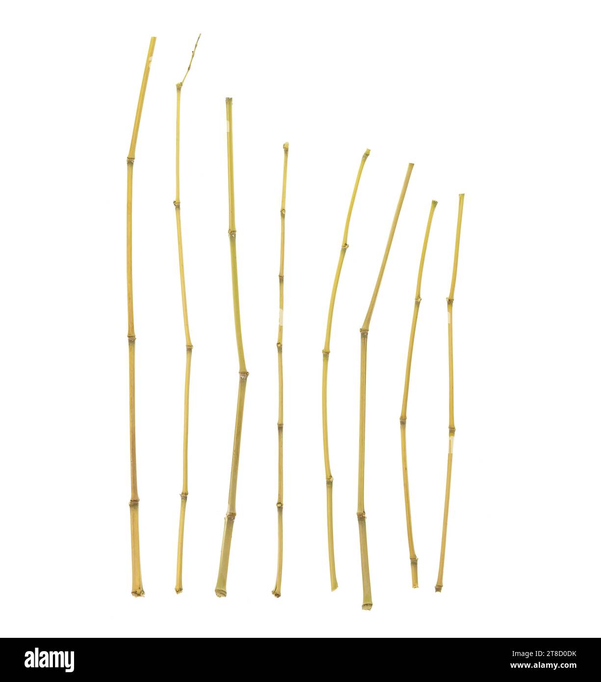 Dry bamboo stick isolated on white Stock Photo