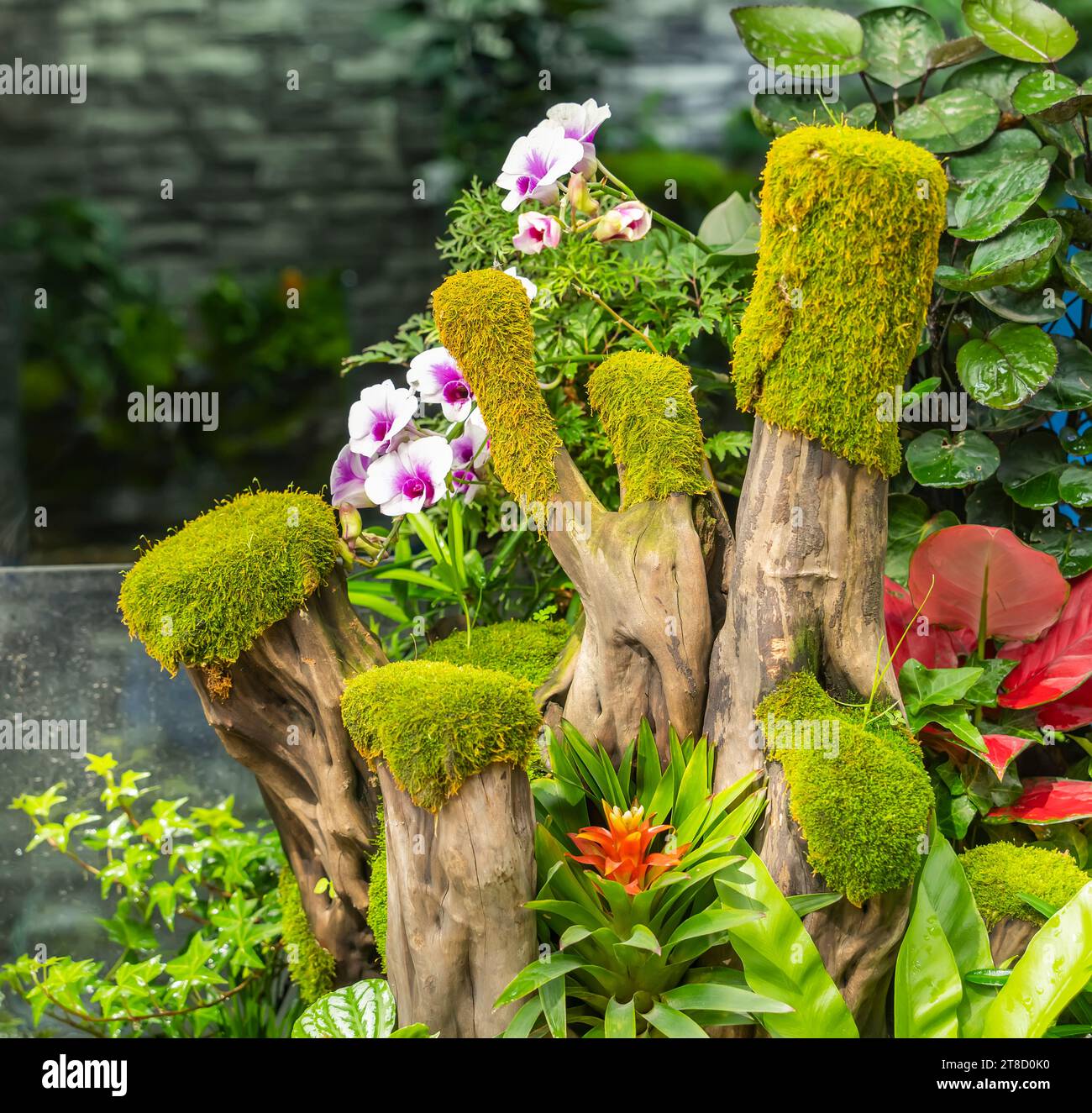 Moss is used for gardens and bonsai as a aesthetic sense Stock Photo - Alamy