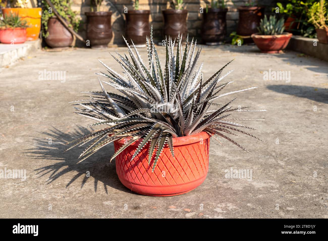 Dyckia bromeliad plant in a clay pot in the garden Stock Photo