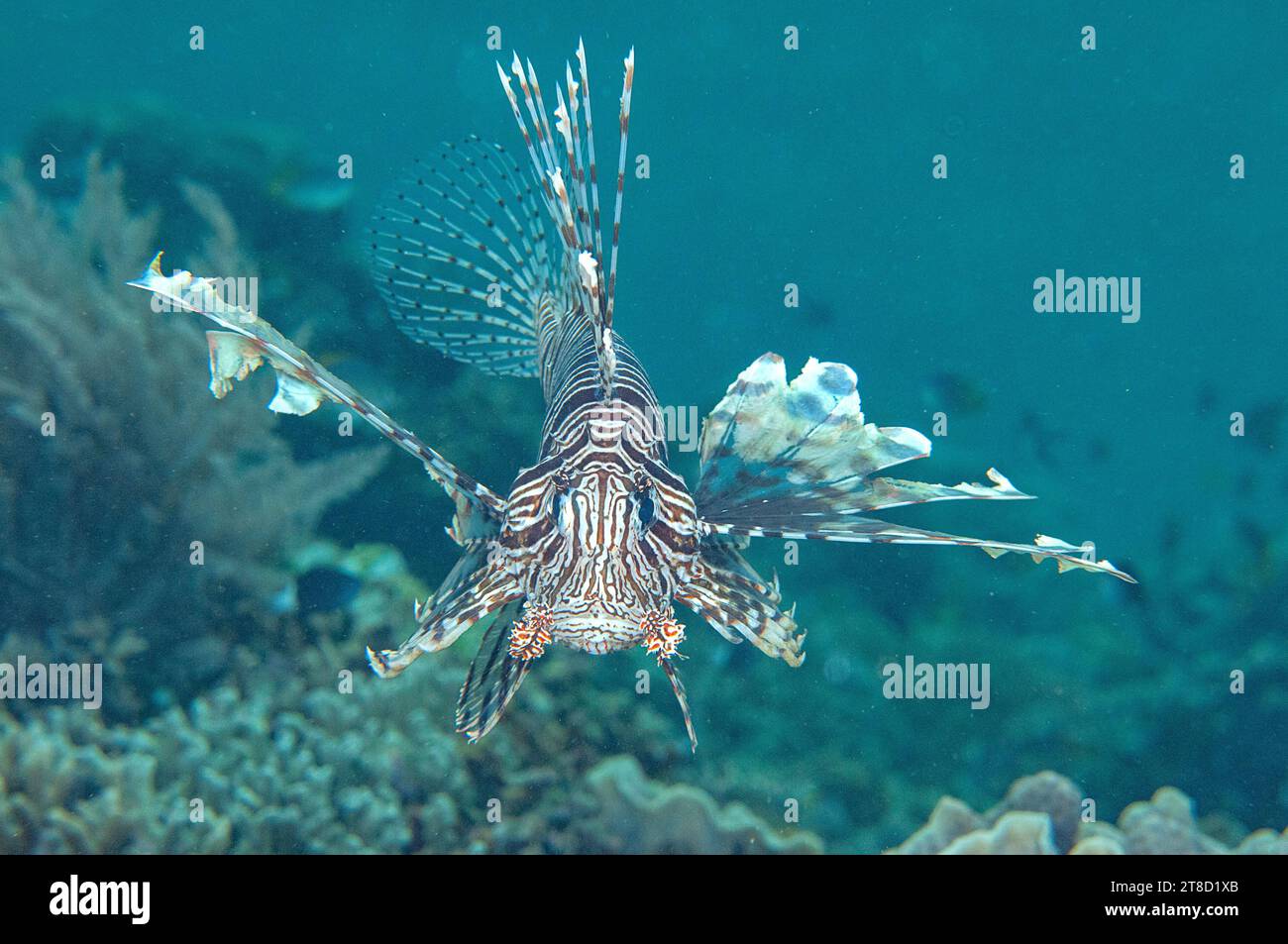 Red lion-fish swims over corals of Bali Stock Photo