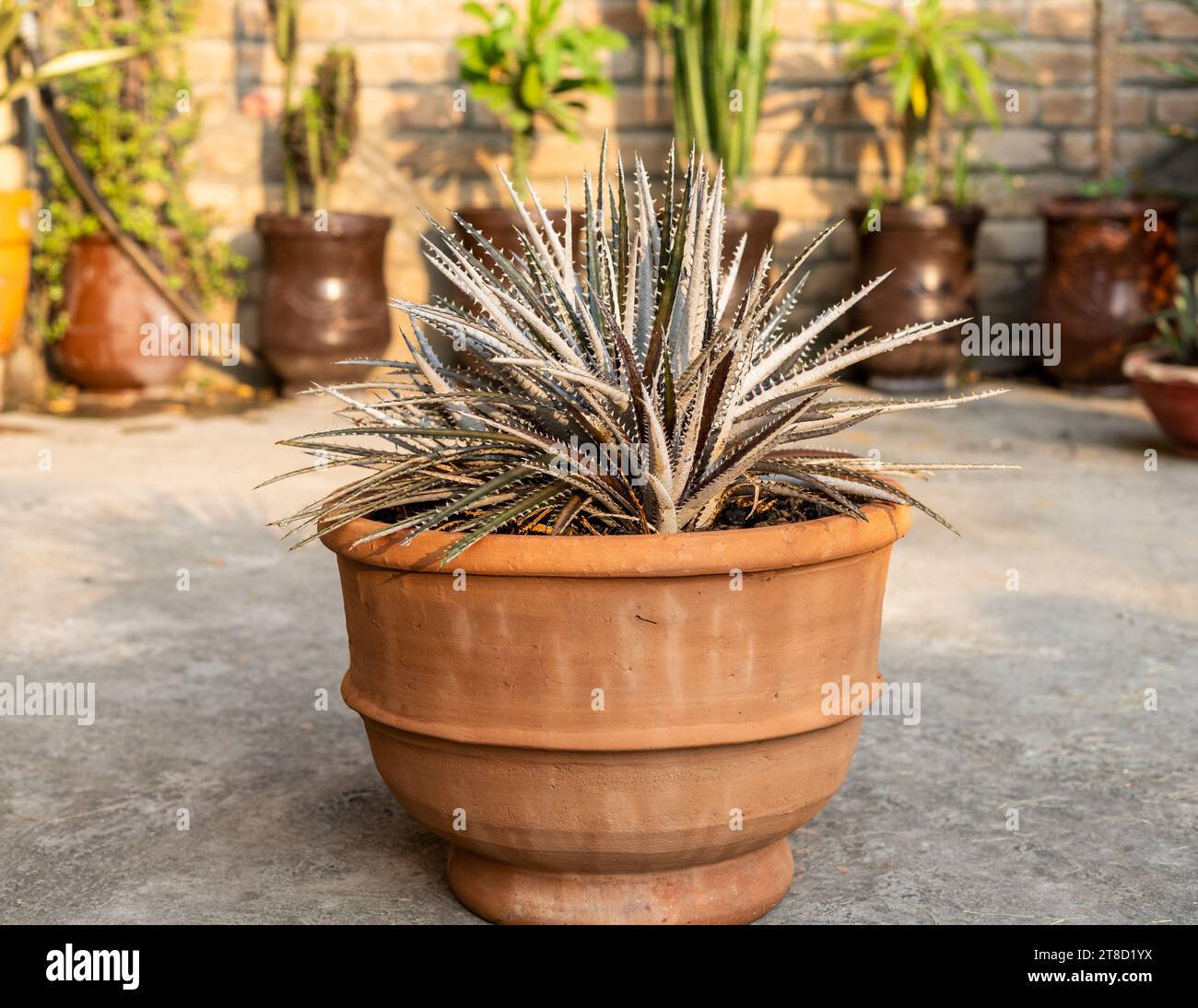 Dyckia sawblade plant in large clay pot Stock Photo