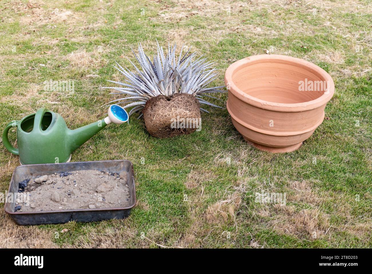 Repotting dyckia plant into a new large pot Stock Photo