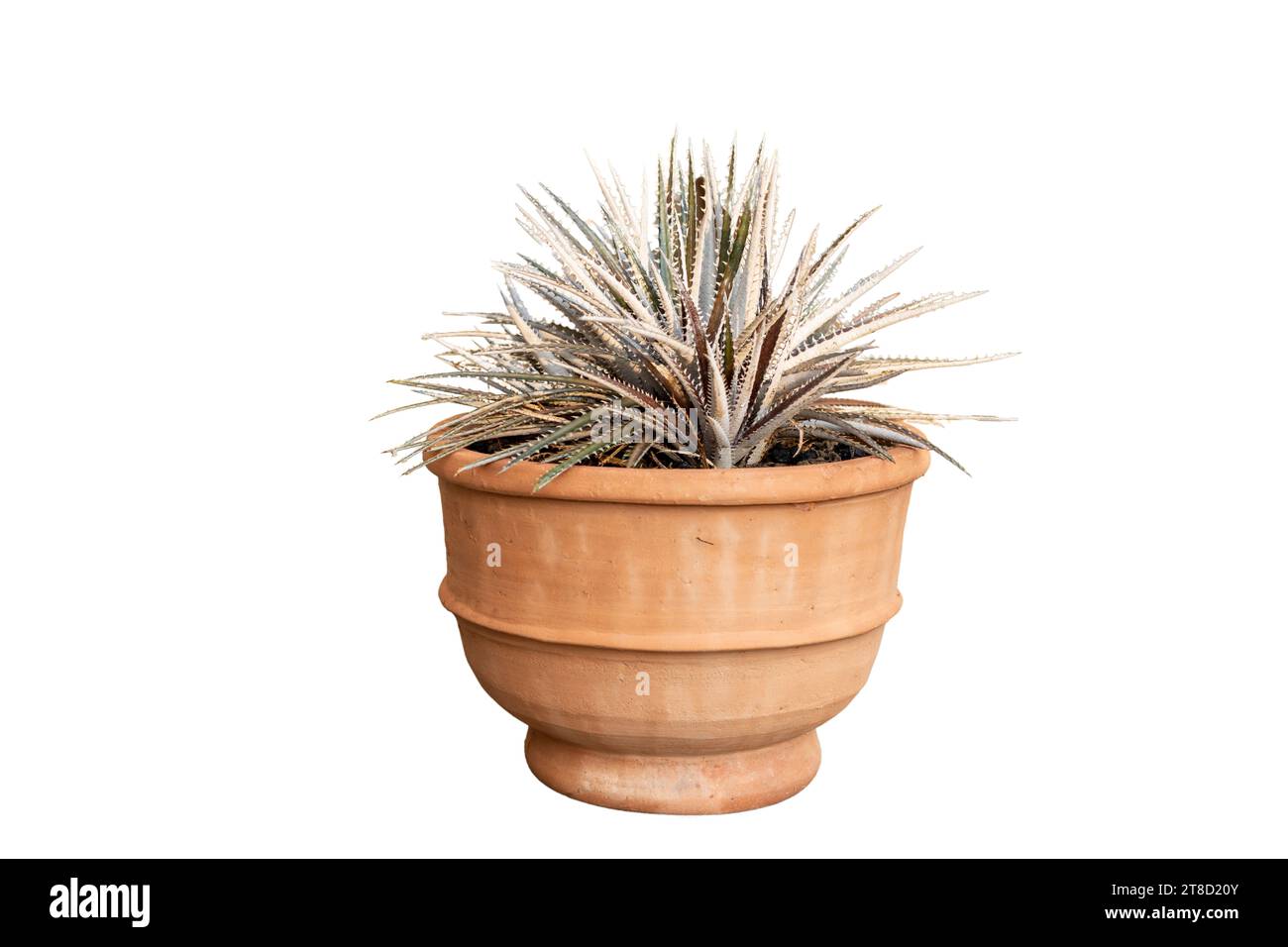 Dyckia sawblade bromeliad plant in large clay pot on white isolated background Stock Photo