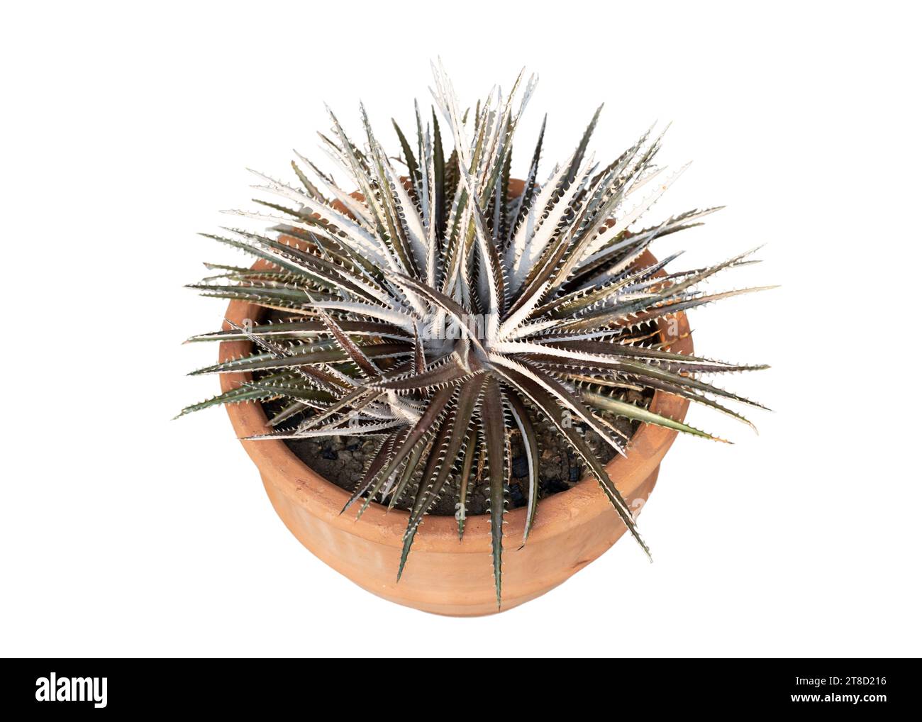 Dyckia plant in a clay pot on white isolated background high angle view Stock Photo