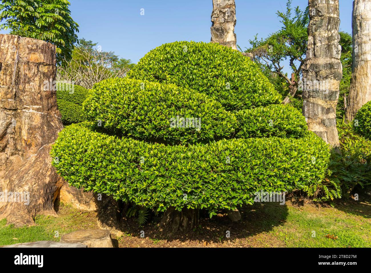 large bonsai banyan tree in Park Stock Photo