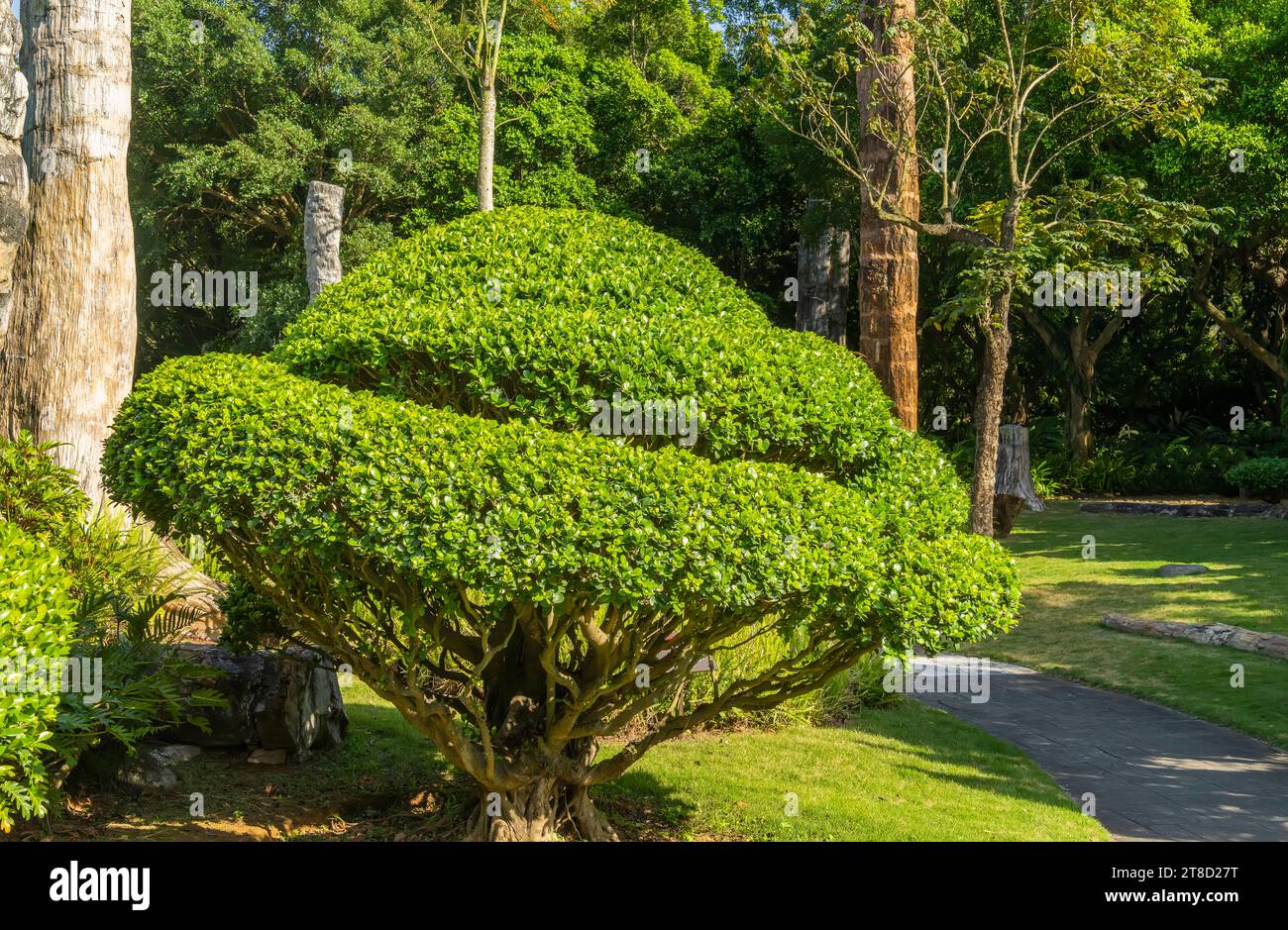 large bonsai banyan tree in Park Stock Photo