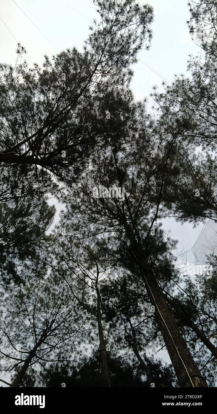 Natural pine forest hi-res stock photography and images - Alamy