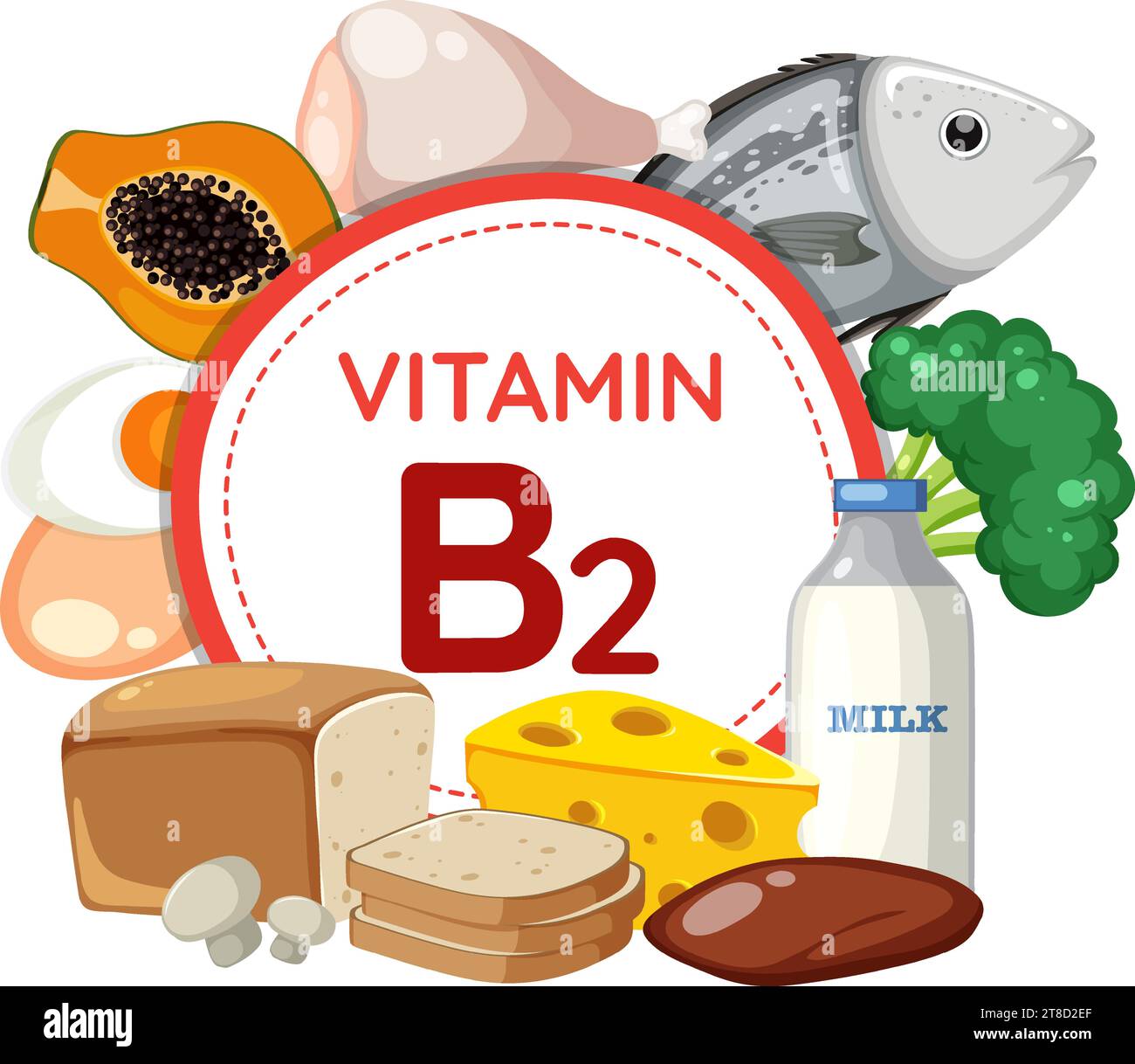 Colorful vector illustration showcasing vitamin B2rich fruits and vegetables Stock Vector Image