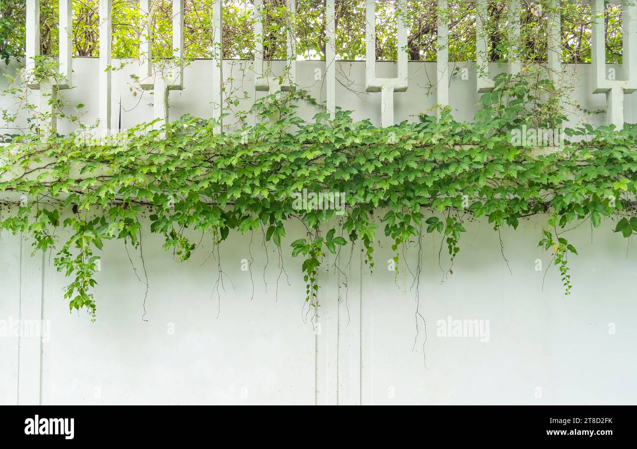green ivy isolated on a white wall background Stock Photo - Alamy