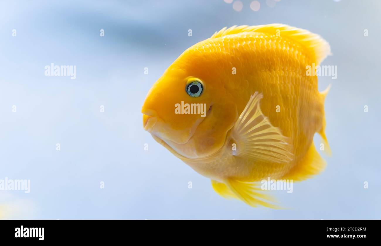 beautiful aquarium fish Amphilophus citrinellus Stock Photo