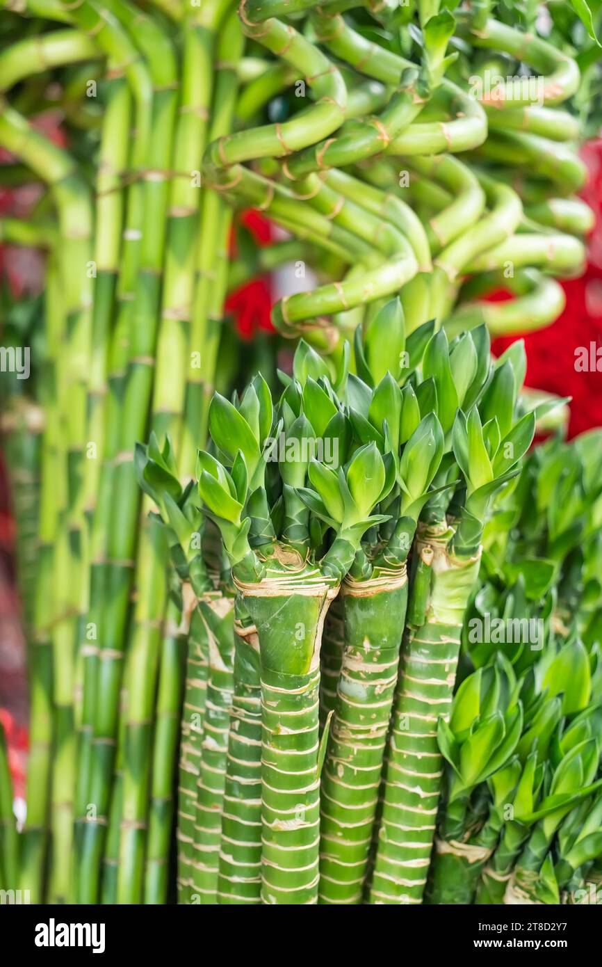 5 Steli Di Lucky Bamboo A Spirale - Dracaena Sanderiana In Tubo, Altezza 40 Cm, Pianta Portafortuna
