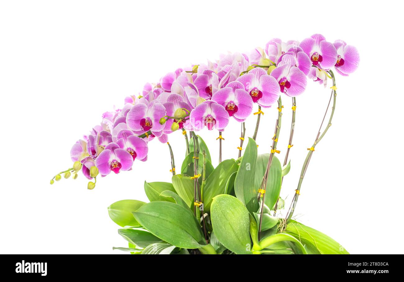 Flowers beautiful purple orchid phalaenopsis isolated on white Stock Photo
