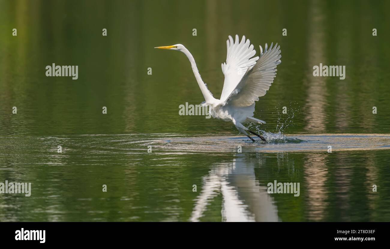Great egret waiting fish hi res stock photography and images Alamy