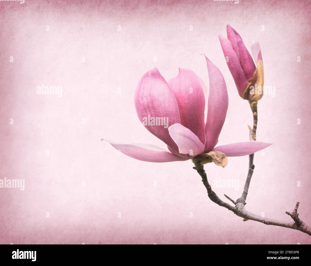 magnolias bloom on Vintage background old paper Stock Photo - Alamy