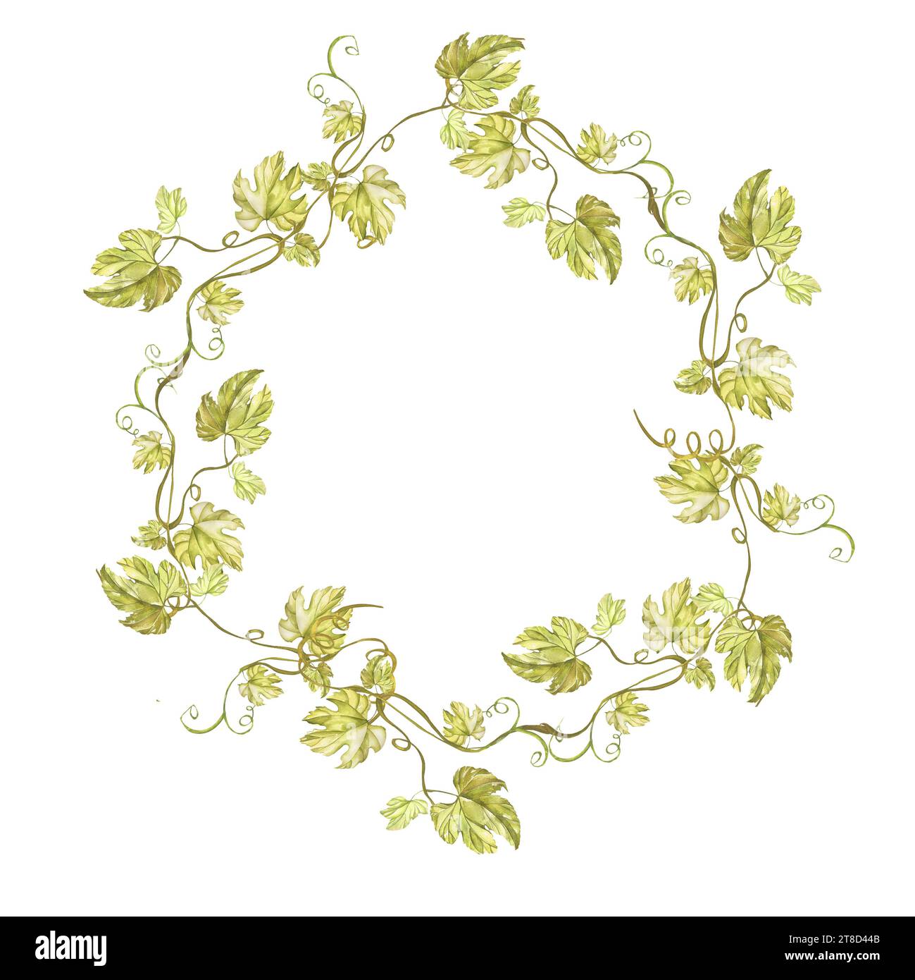 Watercolor transparent leaves in round wreath composition. English ivy  plant. Fresh grape foliage isolated on white. Realistic detailed botanical  illustration Stock Illustration