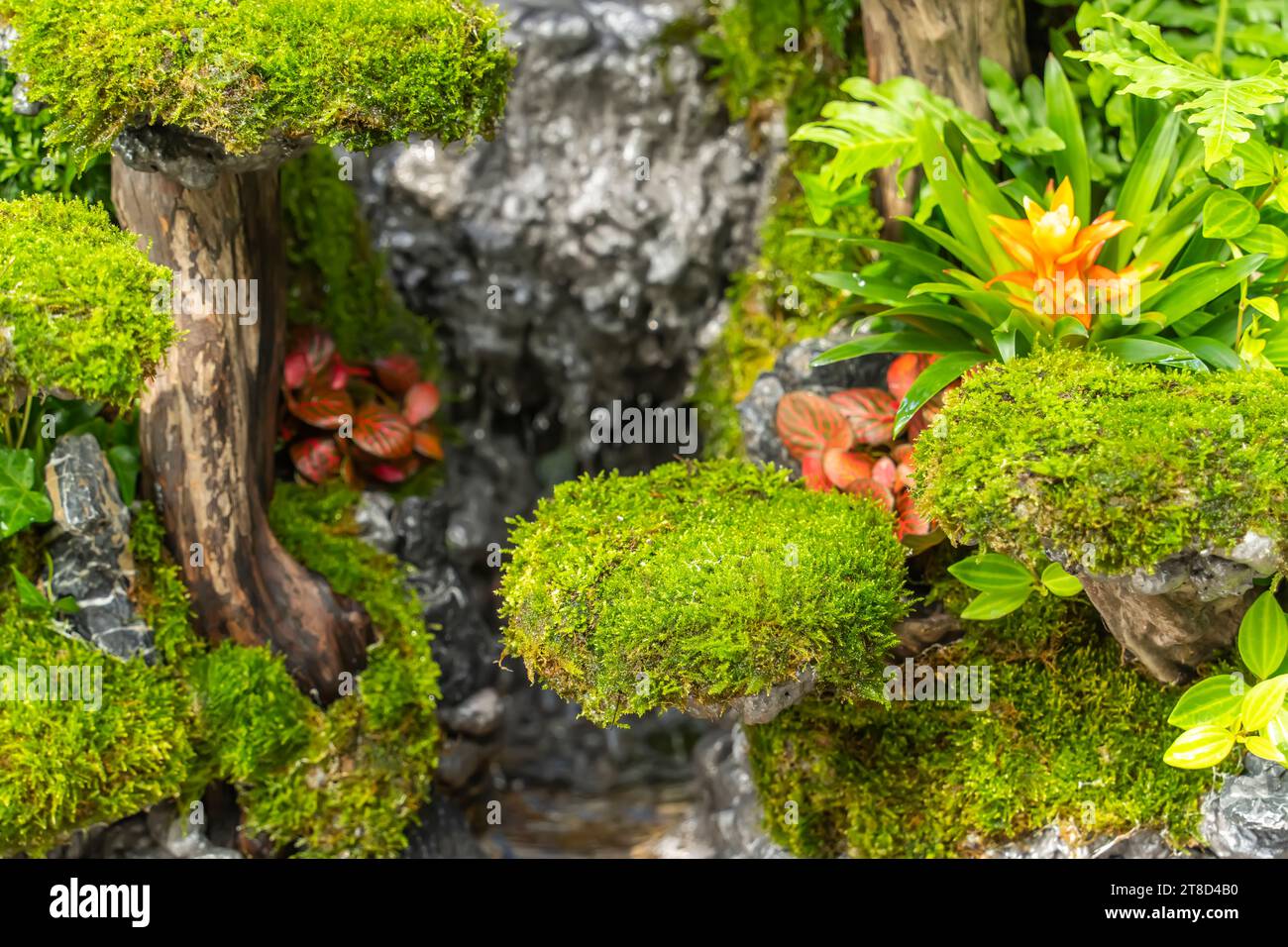 Moss is used for gardens and bonsai as a aesthetic sense Stock Photo - Alamy
